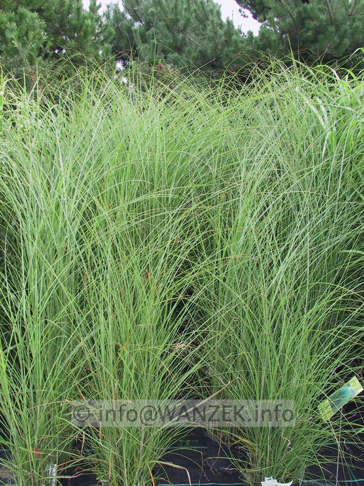 Miscanthus sinensis Gracillimus 01 Co 5L.JPG
